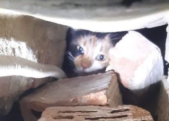 Шокуюча жорстокість: у тернопільській школі живцем замурували кошенят (Фото)