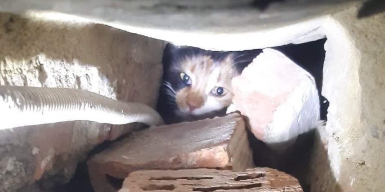 Шокуюча жорстокість: у тернопільській школі живцем замурували кошенят (Фото)