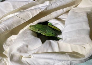 Тернополянин попався на контрабанді рептилій: віз їх до Італії (Фото)