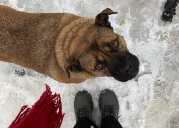 У Тернополі отруїли відому собаку Джессі