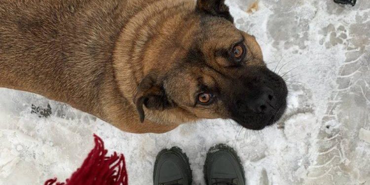 У Тернополі отруїли відому собаку Джессі