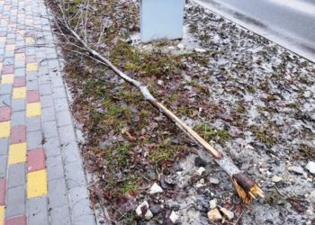 зламали дерево