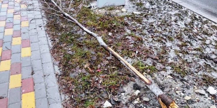 зламали дерево