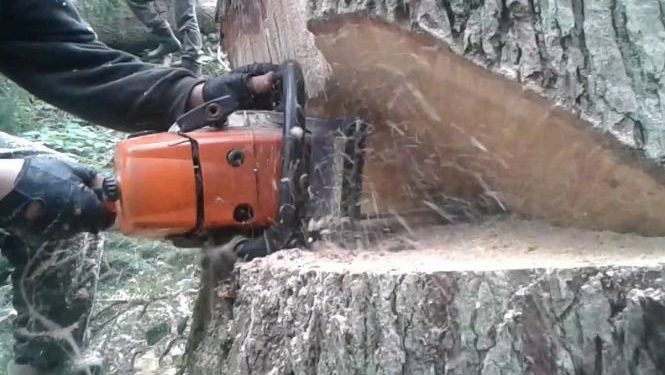 валка дерев