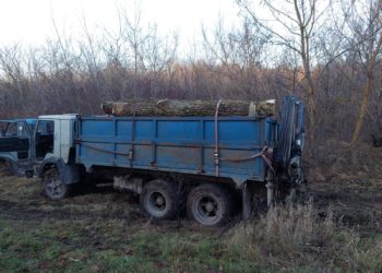 вирубував дерева