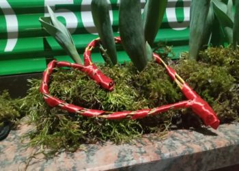 Тернопіль прикрасився до Дня закоханих. ФОТОРЕПОРТАЖ