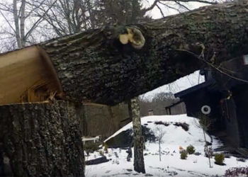 Зрізане дерево смертельно травмувало 48-річного жителя Тернопільщини