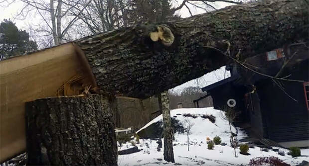 Зрізане дерево смертельно травмувало 48-річного жителя Тернопільщини