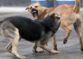 Тернополяни скаржаться на зграї агресивних собак