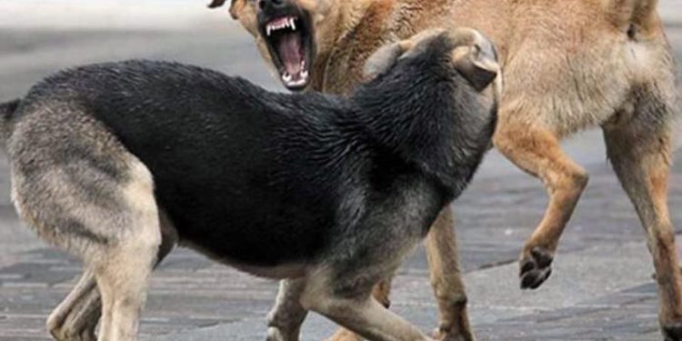 Тернополяни скаржаться на зграї агресивних собак