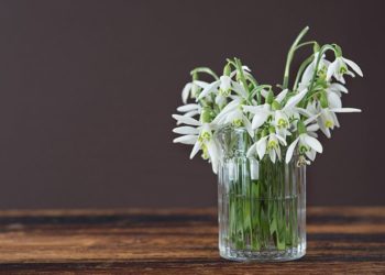 У Тернополі вже продають перші підсніжники