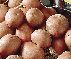 В одній з громад Тернопільщини кожне господарство отримає насіннєву картоплю