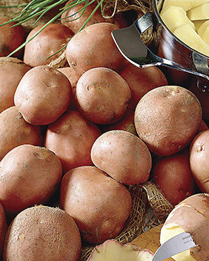 В одній з громад Тернопільщини кожне господарство отримає насіннєву картоплю