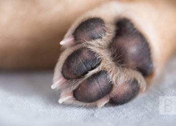 На Тернопільщині чоловік убив вилами чужого собаку