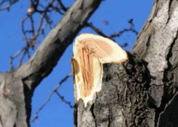 Тернопільщина: 49-річний чоловік потрапив до лікарні внаслідок падіння на нього гілки