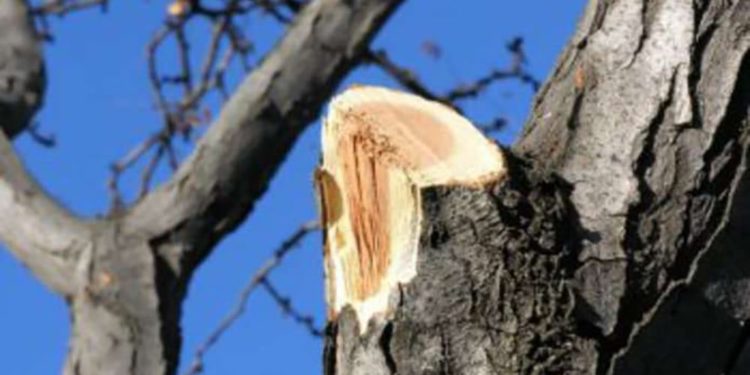 Тернопільщина: 49-річний чоловік потрапив до лікарні внаслідок падіння на нього гілки