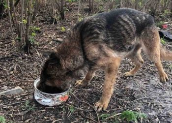 На Тернопільщині жінка просить допомогти собаці, яку викинули в ліс у мішку