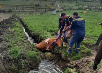 На Тернопільщині врятували корову, яка застрягла в рові з водою