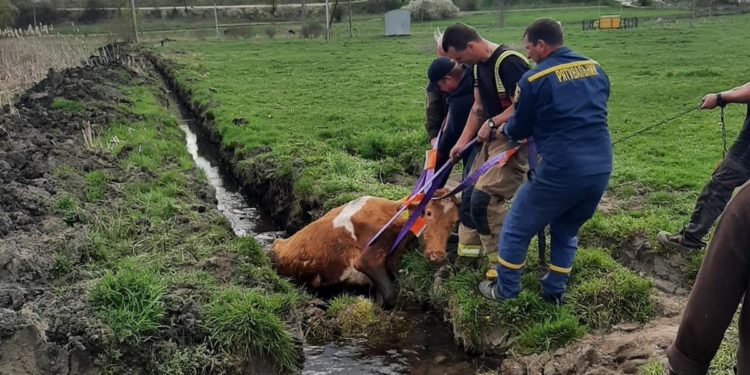 На Тернопільщині врятували корову, яка застрягла в рові з водою