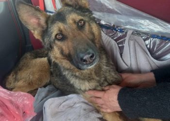 Собака, яку викинули у мішку в ліс, знайшла нових господарів