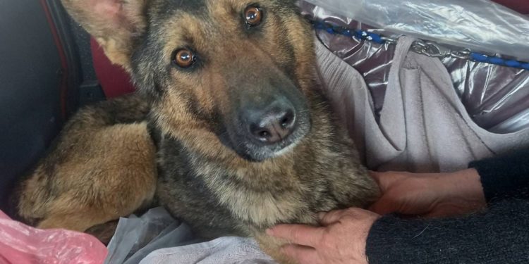 Собака, яку викинули у мішку в ліс, знайшла нових господарів