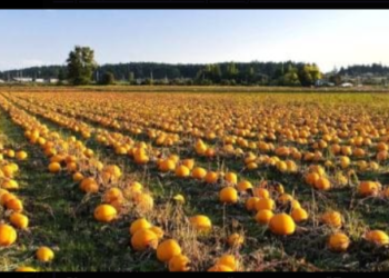 Кооператив “Домашня ягода”, що на Бучаччині, пропонує охочим вирощувати на насіння сортовий гарбуз