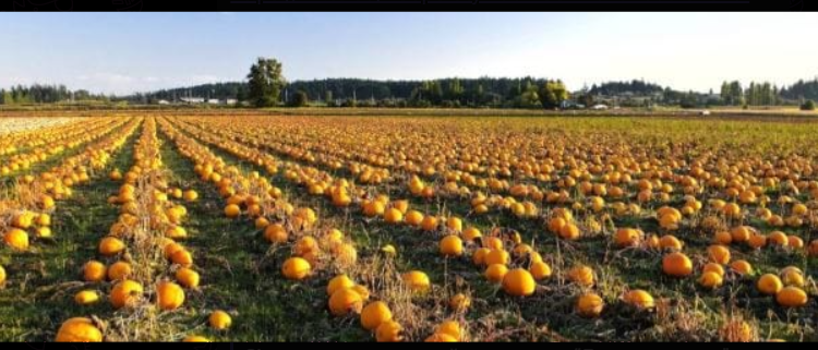 Кооператив “Домашня ягода”, що на Бучаччині, пропонує охочим вирощувати на насіння сортовий гарбуз