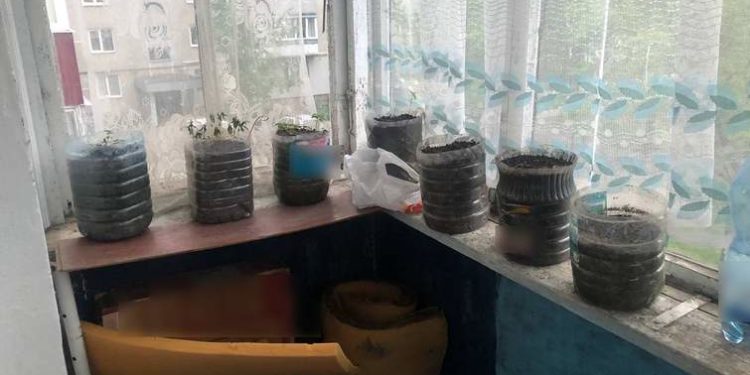 У домашнього насильника з Тернополя випадково виявили марихуану на балконі