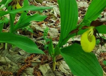 В Національному парку “Кременецькі гори” починають цвісти орхідеї