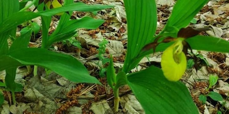 В Національному парку “Кременецькі гори” починають цвісти орхідеї