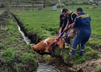 На Тернопільщині надзвичайники врятували корову