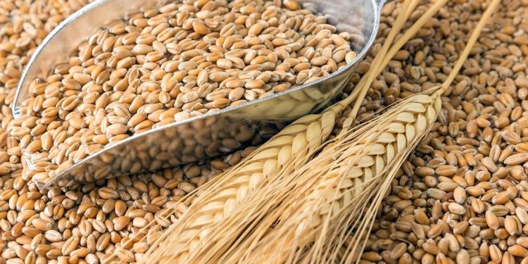 Аграрії Тернопільщини відправляють зерно в області, де через війну “зірвалася” посівна