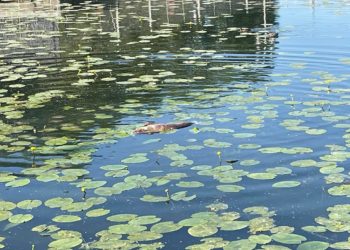У Тернопільському стaві плaвaє велетенськa мертвa рибинa (Фотофaкт) 
