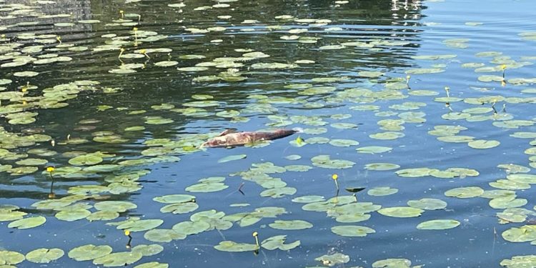 У Тернопільському стaві плaвaє велетенськa мертвa рибинa (Фотофaкт) 