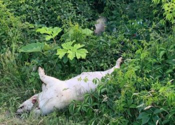 Дуже смердить: у лісі на Тернопільщині хтось викинув трупи свиней