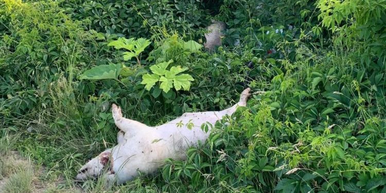 Дуже смердить: у лісі на Тернопільщині хтось викинув трупи свиней