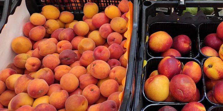 Персики та абрикоси у Тернополі: скільки коштують та звідки їх везуть