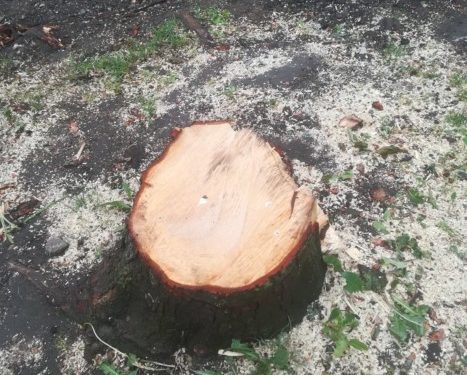 У Тернополі зрізали 11 здорових дерева на потребу благоустрою