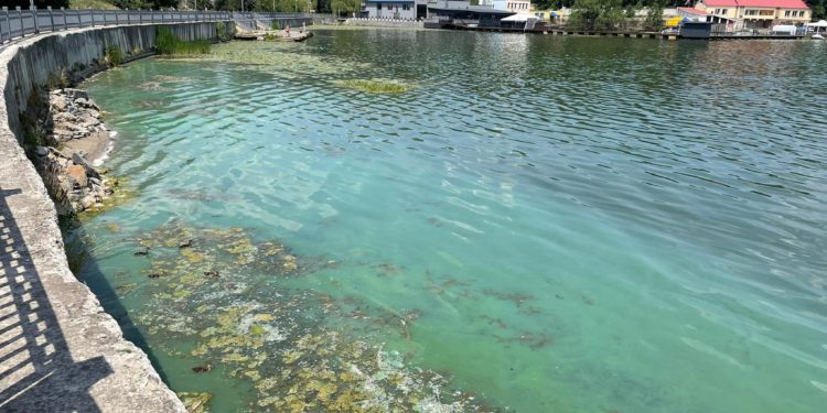 Традиційно: у Тернополі почaв цвісти та смердіти стaв