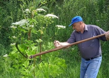 Від соку зі стеблин можна осліпнути: на Тернопільщині знищують небезпечну рослину
