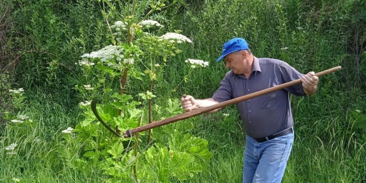Від соку зі стеблин можна осліпнути: на Тернопільщині знищують небезпечну рослину
