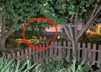 Зовсім не боялася людей: у Тернополі помітили дикого звіра