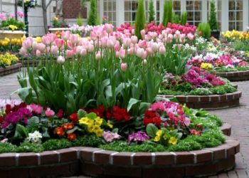 Одні квіти садять – інші виривають: неприємна ситуація у Ланівцях