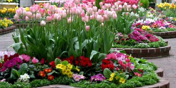 Одні квіти садять – інші виривають: неприємна ситуація у Ланівцях