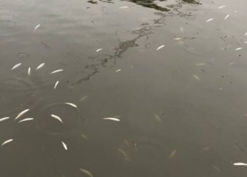 На Тернопільському ставі сплили близько сотні мальків риб