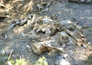 У Чорткові виявили моторошне сміттєзвалище з рештками тварин та будівельним сміттям