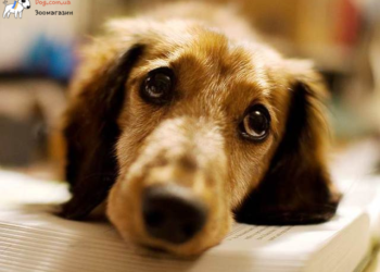 Вплив війни на внутрішній стан собаки: Як допомогти домашньому улюбленцю?