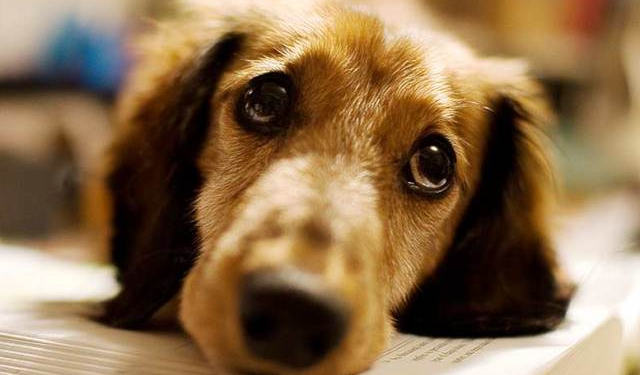 Вплив війни на внутрішній стан собаки: Як допомогти домашньому улюбленцю?