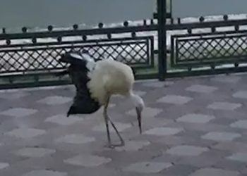 На Тернопільщині жінка палицею завдала серйозних травм лелеці