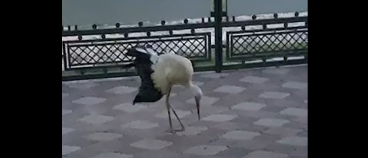 На Тернопільщині жінка палицею завдала серйозних травм лелеці